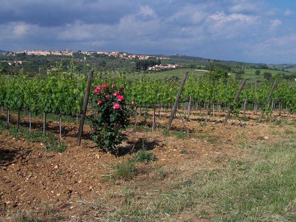 Vila Agriturismo La Carlina Magliano in Toscana Exteriér fotografie